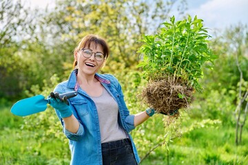 Woman in gardening gloves holding bush of phlox paniculata plant with roots for dividing planting