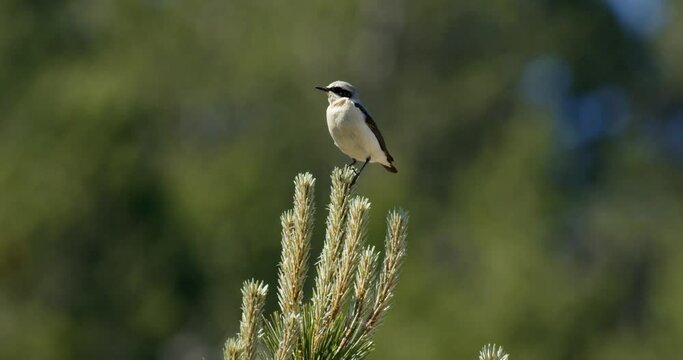 The northern wheatear or wheatear (Oenanthe oenanthe)