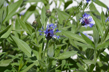 Closeup of a blue cornflower