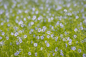 Obraz na płótnie Canvas Close-up of pale blue common flax flowers among delicate green stems and buds. The photo was taken on a spring day in a Dutch field. The foreground is in focus.
