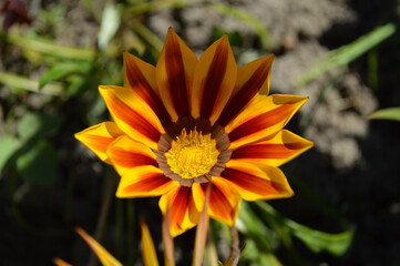 Closeup of an orange gazania flower