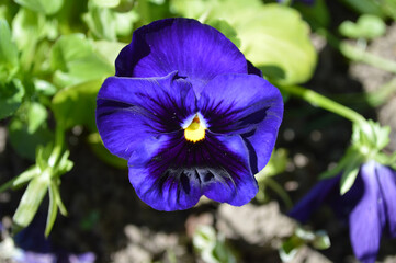 Closeup of a blue pansy flower