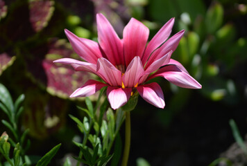Closeup of a pink gazania flower