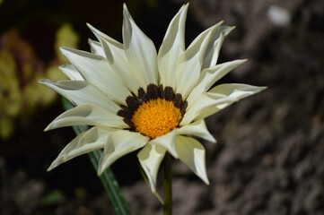 Closeup of a white gazania flower