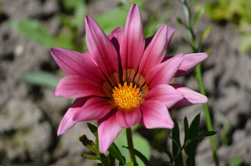 Obraz premium Closeup of a pink gazania flower