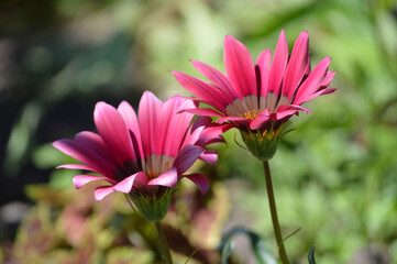 Fototapeta premium Closeup of pink gazania flowers