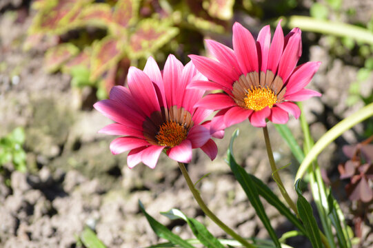 Closeup of pink gazania flowers