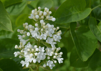 A branch of white lilac blooming