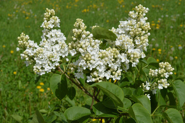 Branches of white lilac blooming