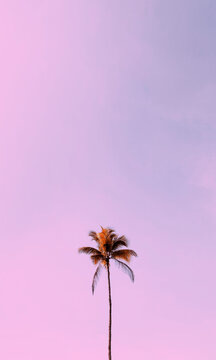 One palm tree against the sky. Calm pink background. Summer vacation. Beach. Sea
