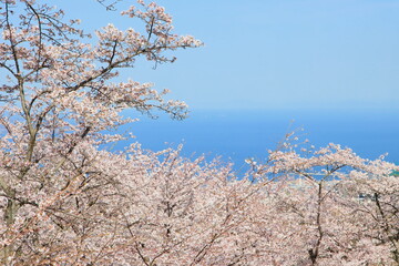 海と桜