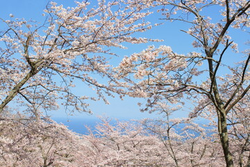 青空と桜
