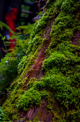 close up, forest, verdant, ferns, green, bryophytes