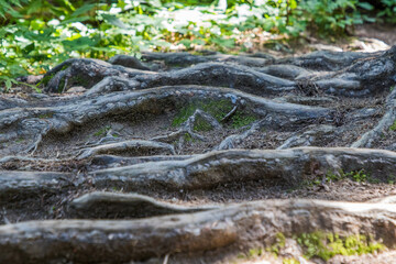 Very well-developed tree roots that grew on the forest hiking trail. The roots are visible as tourists have trampled the ground and erosion has washed away the sand between the roots