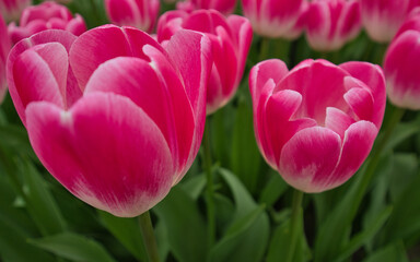 Nahaufnahme von weiß und rosa farbenen Tulpen