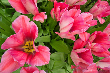 Rosa Blumen von oben mit einer offenen Blumenblüte