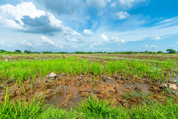 Scenic view landscape of Young Rice field green grass with field cornfield in Asia country agriculture harvest with fluffy clouds blue sky daylight background.