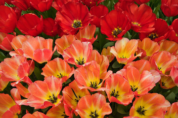 Rote und orange Blumen aus der Vogelperspektive