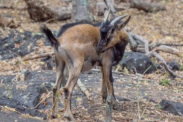 young feral goat in hawaii