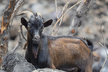 Fototapeta premium feral goat in hawaii