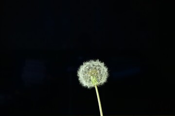dandelion seeds on simple background