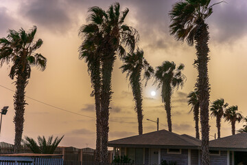 Palms on Sal island, Cabo verde