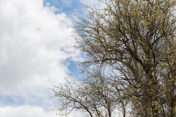 pear tree against the sky..