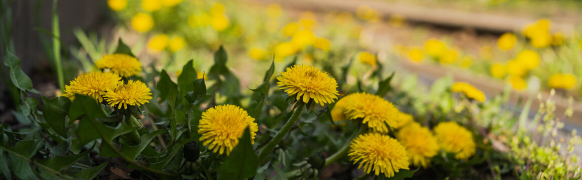 Close up view of yellow dandelions outdoors, banner