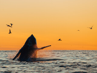 Humpback whale breaching and lob tailing during the never ending sunset around Iceland, in summer...