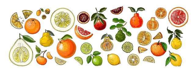 Food vector Citrus drawing of fruits. Kaffir lime, pomelo, grapefruit, orange