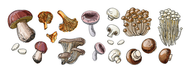 Food vector mushrooms. Autumn harvest wild mushrooms. Boletus edulis, chanterelles - obrazy, fototapety, plakaty