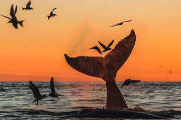 Humpback whale breaching and lob tailing during the never ending sunset around Iceland, in summer...