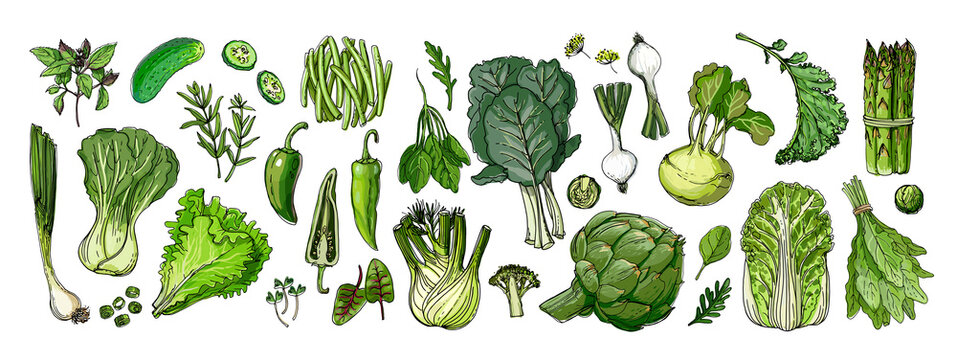 Food vector Green Colored vegetables and fruits on a white background. Cabbage, onion, lettuce, herbs, cucumber, fennel