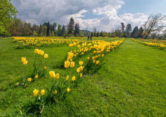 Tulip flowers in the arboretum Volcji potok