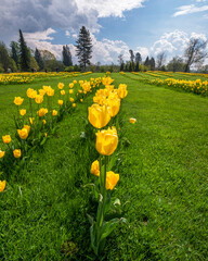 Tulip flowers in the arboretum Volcji potok