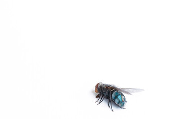 The domestic spit fly (Calliphora vomitoria) is a species of insect in the family Calliphoridae. Strongly pubescent on the back part. Belly blue, metallic shiny - damaged eye and slit back