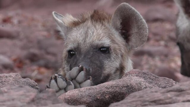 Closeup of a cute spotted hyena cub peeping over rocks, Mashatu Botswana. 