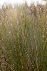 Dune grass as protection for the dune and also habitat for animals and insects.