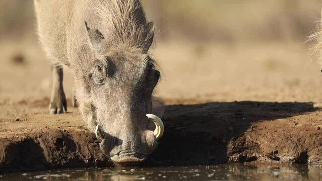 Medium closeup of a female warthog drinking at a waterhole in Mashatu, Botswana. 