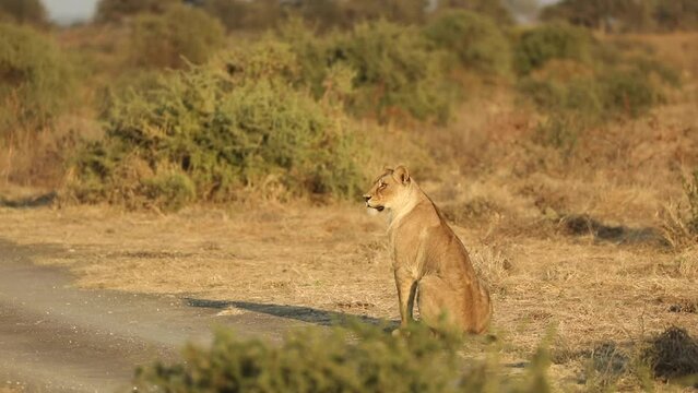 wide shot of a lioness sitting and looking around, beautiful morning light, Mashatu Botswana. 