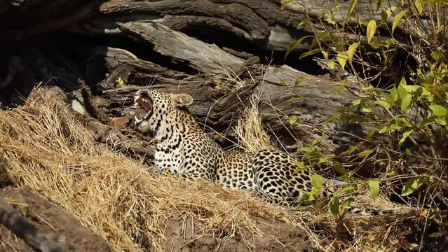 Wide shot of a leopard laying while yawning in Mashatu Botswana. 