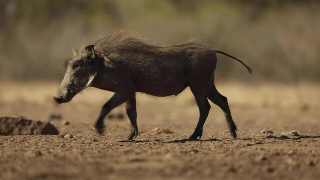 Low angle shot of a young warthog checking out the camera, Mashatu Botswana.