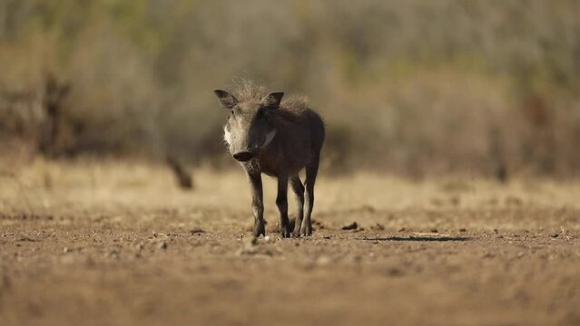 Low angle of a young warthog stopping to look into the camera, Mashatu Botswana. 