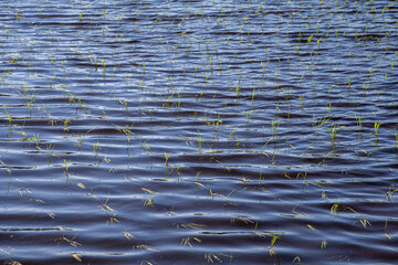 そよ風に揺れる水面