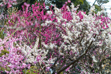 Fototapeta premium flowers in the park