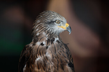 The black kite bird of prey, Milvus migrans, looks to the right while in the zoo enclosure. Close-up.
