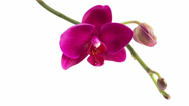 Close up of orchid flower on white background. Purple orchid plant named phalaenopsis or falah known as butterfly orchids. Copy space