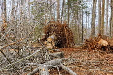 Landscape of construction site with dirty and uprooted roots clear land for new development