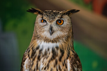 An common owl, bubo bubo, looks into the camera, squinting one eye. The bird of prey is in the zoo enclosure. Close-up.
