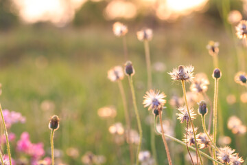 Field flowers with blurred background